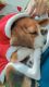 Beagle Puppies for sale in Sector 78, Noida, Uttar Pradesh, India. price: 25000 INR