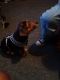 Beagle Puppies for sale in 4415 Fair Ave, St. Louis, MO 63115, USA. price: NA
