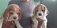 Beagle Puppies for sale in Kochi, Kerala, India. price: 20000 INR
