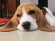 Beagle Puppies for sale in Vijayawada, Andhra Pradesh, India. price: 25000 INR