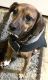 Beagle Puppies for sale in Lebanon, PA, USA. price: NA