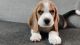 Beagle Puppies for sale in Gudivada, Andhra Pradesh, India. price: 26000 INR