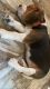 Beagle Puppies for sale in Kodungaiyur, Chennai, Tamil Nadu, India. price: 35000 INR