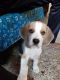 Beagle Puppies for sale in Banashankari Stage II, Banashankari, Bengaluru, Karnataka 560070, India. price: 20000 INR