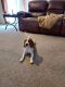 Beagle Puppies for sale in Fairmont, WV 26554, USA. price: $300