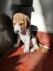 Beagle Puppies for sale in Bhoopasandra Main Rd, Vinayaka Layout, Bhoopasandra, R.M.V. 2nd Stage, Bengaluru, Karnataka, India. price: 20 INR