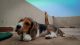 Beagle Puppies for sale in Patiala, Punjab, India. price: 17000 INR