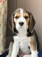 Beagle Puppies for sale in NIBM Rd, Pune, Maharashtra, India. price: 35000 INR