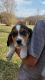 Beagle Puppies for sale in Columbiana, OH 44408, USA. price: $450