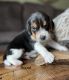 Beagle Puppies for sale in Fordland, MO 65652, USA. price: NA
