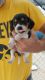 Beagle Puppies for sale in Keosauqua, IA 52565, USA. price: $250