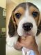 Beagle Puppies for sale in Bhopal, Madhya Pradesh, India. price: 20000 INR