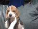 Beagle Puppies for sale in Coimbatore, Tamil Nadu, India. price: 20000 INR