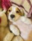 Beagle Puppies for sale in Lucknow, Uttar Pradesh, India. price: 20000 INR