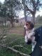 Beagle Puppies for sale in TN-93, Kingsport, TN, USA. price: $200