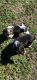 Beagle Puppies for sale in Scottsboro, AL, USA. price: $150