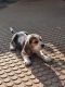 Beagle Puppies for sale in Belagavi, Karnataka 590001, India. price: 28000 INR