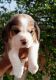 Beagle Puppies for sale in Malaudh, Punjab 141119, India. price: 8000 INR