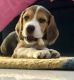 Beagle Puppies for sale in Dwarka, New Delhi, Delhi, India. price: 25000 INR