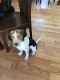 Beagle Puppies for sale in Flushing, Queens, NY, USA. price: $3,000