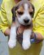 Beagle Puppies for sale in Ajmer, Rajasthan, India. price: NA