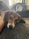 Beagle Puppies for sale in Hollywood, FL, USA. price: NA