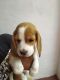 Beagle Puppies for sale in Lingarajapuram, Bengaluru, Karnataka, India. price: 17000 INR