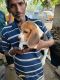 Beagle Puppies for sale in Alambazar, Ashokgarh, Kolkata, West Bengal, India. price: 13000 INR