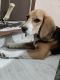 Beagle Puppies for sale in Kirti Nagar, Sector 15 Part 1, Sector 15, Gurugram, Haryana 122001, India. price: 7000 INR