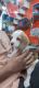 Beagle Puppies for sale in Malviya Nagar, Jaipur, Rajasthan 302017, India. price: 13000 INR