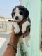 Beagle Puppies for sale in Ludhiana, Punjab, India. price: 12500 INR