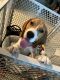Beagle Puppies for sale in Goodyear, AZ 85395, USA. price: $1,200