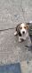 Beagle Puppies for sale in Fairfield, OH, USA. price: $225