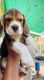 Beagle Puppies for sale in AARON ELEGANCE, Shrinath Bungalows-I, Nigam Nagar, Chandkheda, Ahmedabad, Gujarat 382424, India. price: 35000 INR