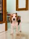 Beagle Puppies for sale in Ahmedabad, Gujarat, India. price: 45000 INR