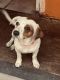 Beagle Puppies for sale in Apopka, FL 32703, USA. price: $100