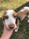 Beagle Puppies for sale in Kansas City, MO 64119, USA. price: $1,000