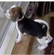Beagle Puppies for sale in Woodland Hills, Los Angeles, CA, USA. price: $700