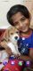 Beagle Puppies for sale in Kovur, Eswara Nagar, Kovur, Tamil Nadu, India. price: 20000 INR