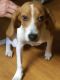 Beagle Puppies for sale in Hernando, FL, USA. price: $800