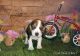 Beagle Puppies for sale in Bonners Ferry, ID 83805, USA. price: $1,500