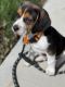 Beagle Puppies for sale in Pittsburgh, PA, USA. price: $495