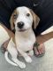 Beagle Puppies for sale in Krishna Nagar, New Delhi, Delhi 110051, India. price: 10000 INR