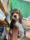 Beagle Puppies for sale in Navrangpura Rd, Shrimali Society, Navrangpura, Ahmedabad, Gujarat 380009, India. price: 16000 INR