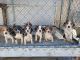 Beagle Puppies for sale in Downey, CA, USA. price: NA