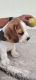 Beagle Puppies for sale in Miyapur, Telangana, India. price: 20000 INR