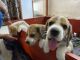 Beagle Puppies for sale in Mogappair West, Ambattur Industrial Estate, Chennai, Tamil Nadu, India. price: 25000 INR
