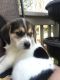 Beagle Puppies for sale in Knoxville, TN, USA. price: NA