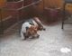 Beagle Puppies for sale in Haldwani, Uttarakhand 263139, India. price: 25000 INR
