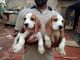 Beagle Puppies for sale in Dharwad, Karnataka, India. price: 25000 INR